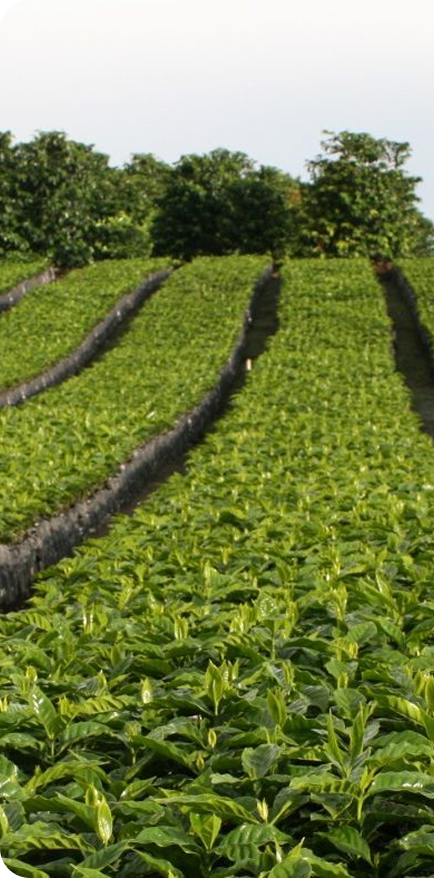 finca cafetal cultivos de café